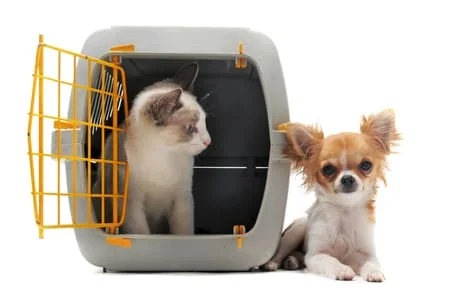 Common Misconceptions About Pet Boarding