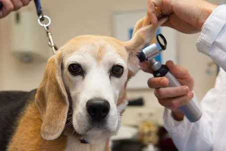 Vet cost best sale for ear infection