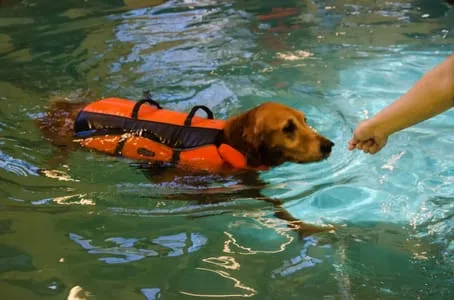 Swimming for dogs in Bethlehem_Bonnie