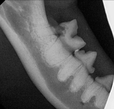 Dental xray of cavity in cat tooth