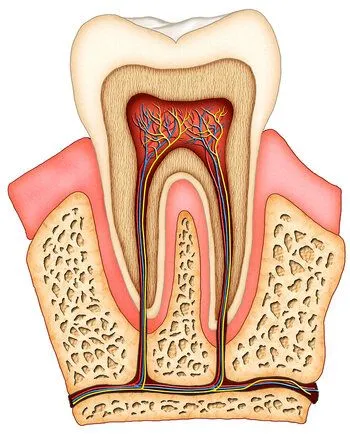 illustration of interior of tooth showing nerves, tissue and root canals Plantation, FL dentist