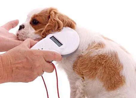 microchip reader on a dog