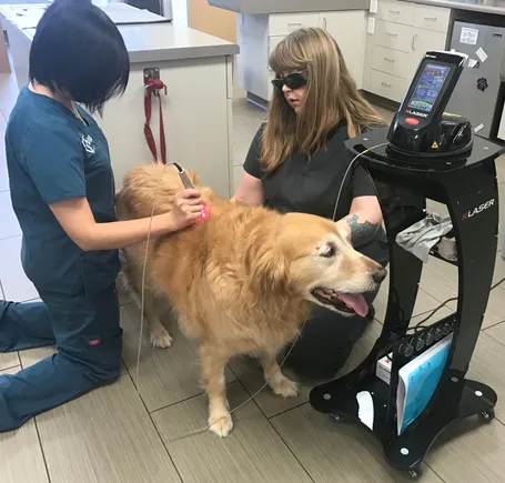 Cold laser therapy outlet veterinary