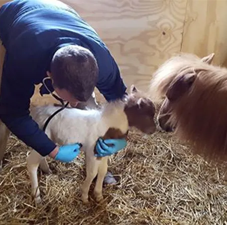 Equine Veterinarian in Oneida, NY | Oneida Veterinary ...