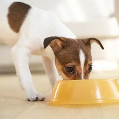 dog eating out of a yellow food dish