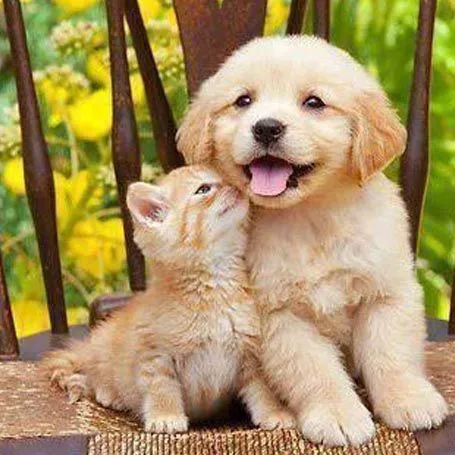 Puppy and Kitten