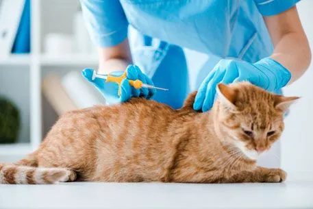 Cat getting a microchip