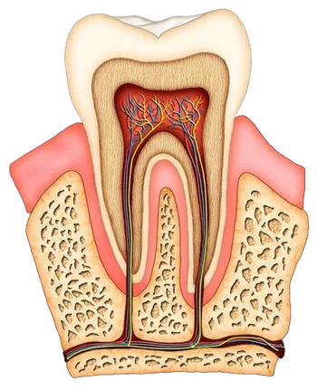 colored illustration of interior of molar tooth showing roots, tissue, nerves and root canals Roslyn, NY dentist