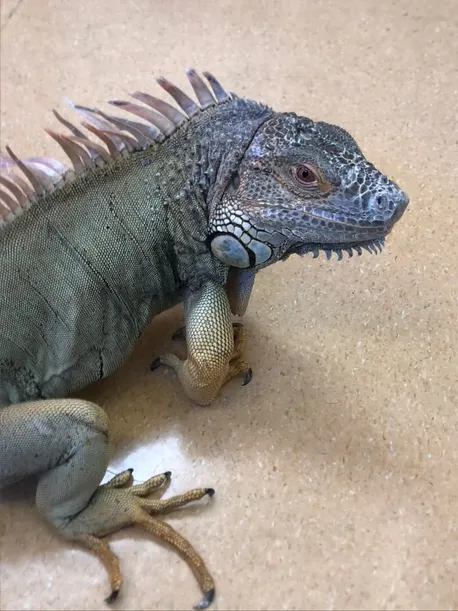 iguana