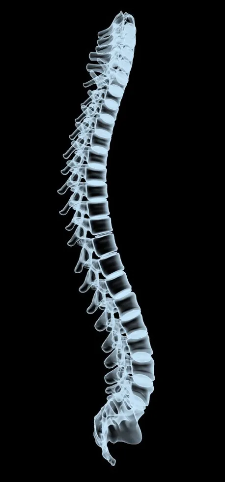 spine