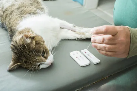 Cat having blood drawn