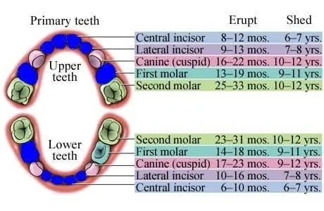 child-dentition-color
