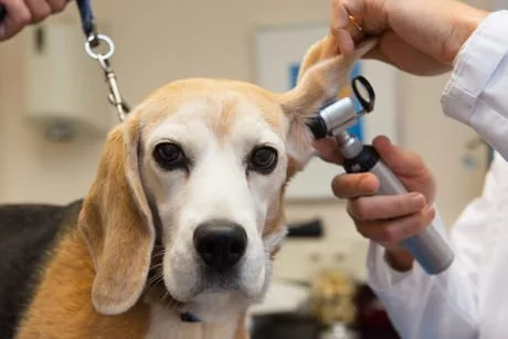 Pet ear infections