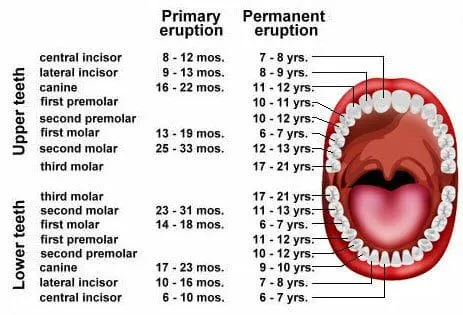 Tooth eruption chart