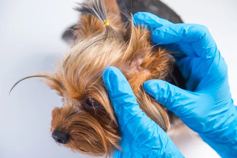are rabbit ear mites contagious to dogs