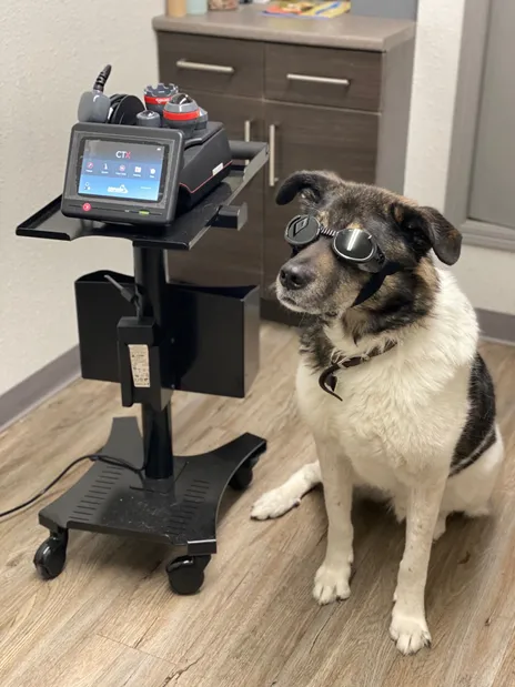 dog with glasses looking cool