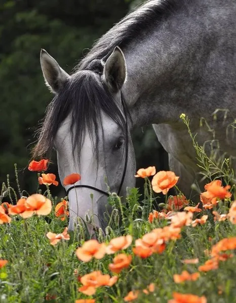 greyhorseflowers