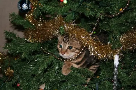 Holiday Safety for Cats