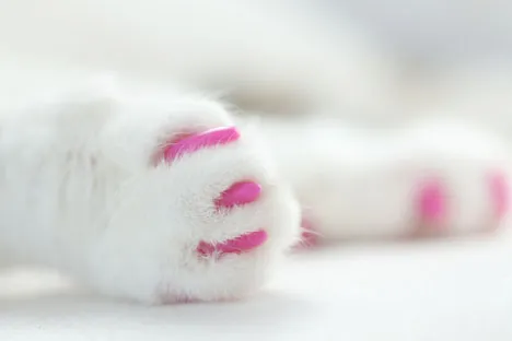 Cat paws