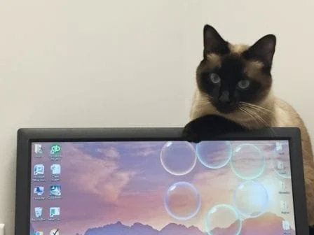 cat behind a monitor