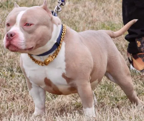 American Bully