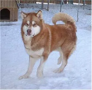 Alaskan Malamute