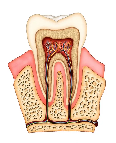 colored illustration of interior of tooth showing tissue, nerves and root canals. root canal treatment Rocky River, OH dentist