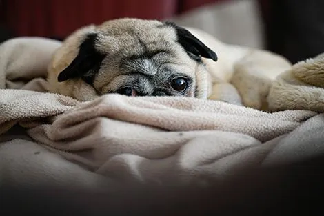 Older dog laying on blanket