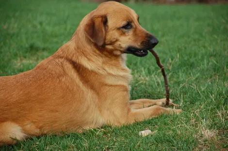 dog eating a stick