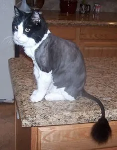 Las Vegas Veterinarian Lion Shave