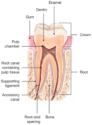 Root Canal Explained