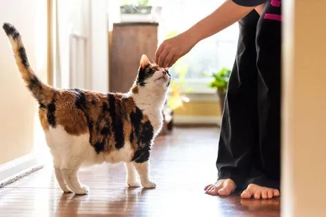 Cat getting a treat