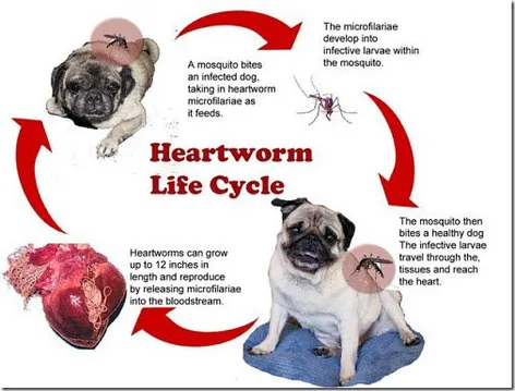 Types of heartworm prevention best sale for dogs