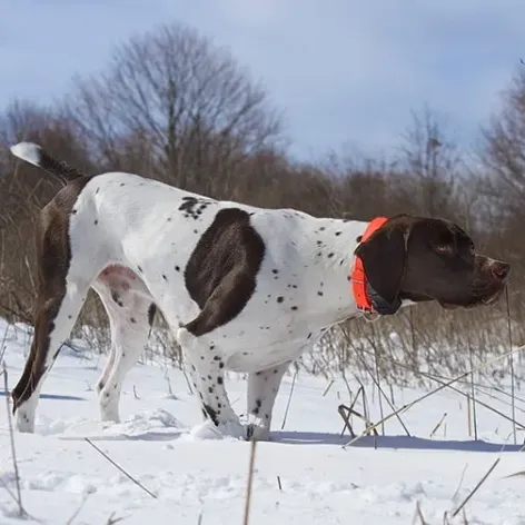 Sporting Dog