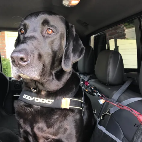 Senior black Labrador retriever