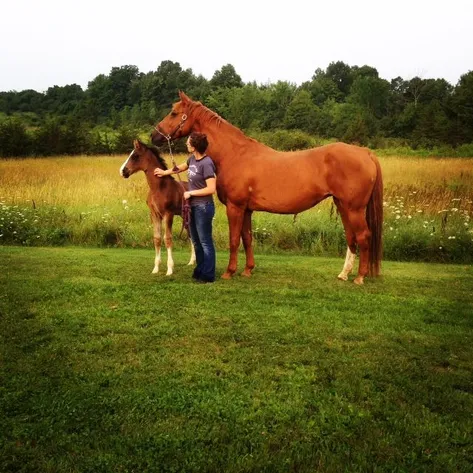 pregnant horse diagram