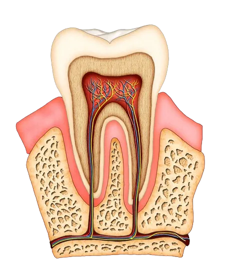 colored illustration of interior of tooth displaying roots, nerves and root canals Hayward, CA dentist