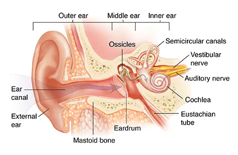 sensorineural hearing loss ear anatomy