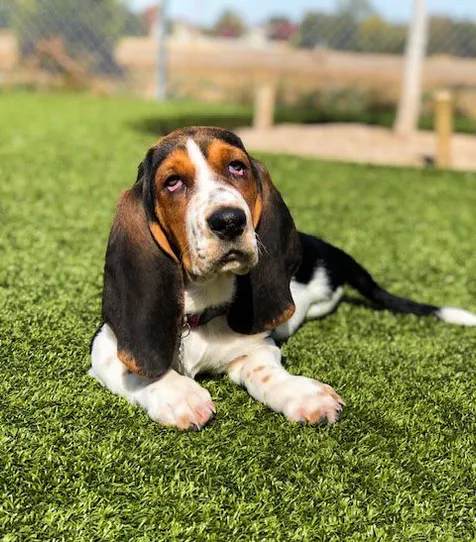 basset hound puppy