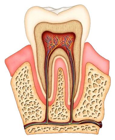 illustration of interior of molar tooth, showing tissue, nerves, and root canal Niskayuna, NY family dentist