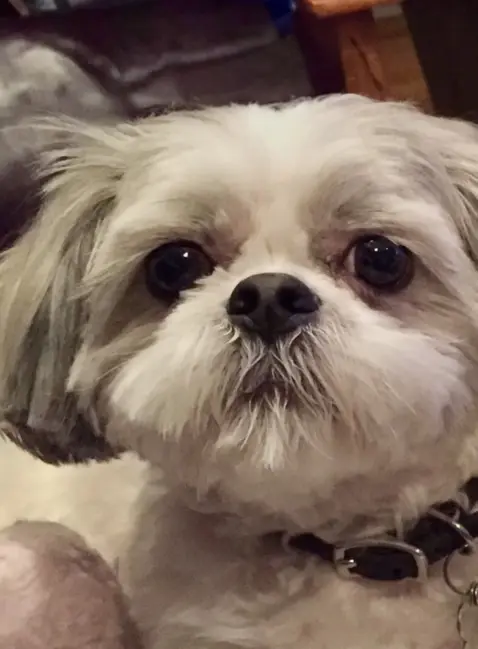 Shih Tzu