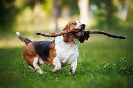 a dog playing with a stick