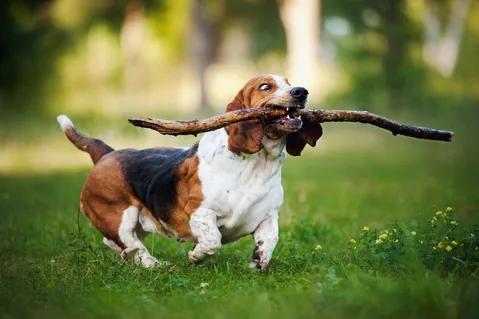 Mental stimulation for Dogs, Animal Hospital in Durham, NC