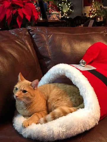 dawson forest animal hospital veterinarian in dawsonville ga orange tabby in santa hat