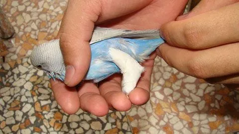 Bird with a bandaged leg