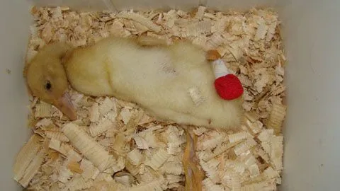 Duck after surgery