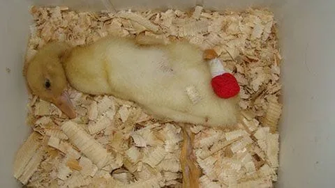 Duck after surgery