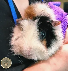 guineapig