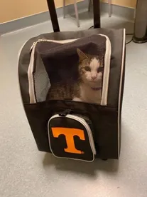 tennesseecat