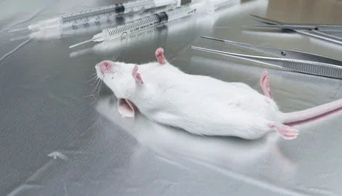 Rat on table with anesthesia